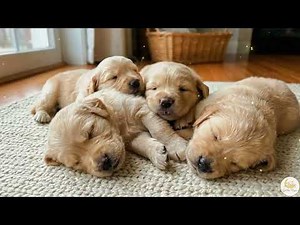 Calming Music for Sleep & Meditation • Relaxing Piano Music with Puppies