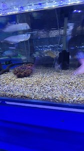 East lothian aquatics, larger fish dweller needing loads of space..... Call for further info... | East Lothian Aquatics