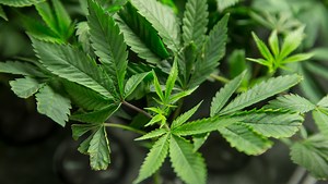 Moms, cops and millions of bucks: Inside the 2020 legal weed advertising campaign