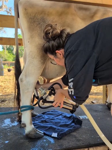 Morning Milking with Our Mini Jersey Cow Sylvie
