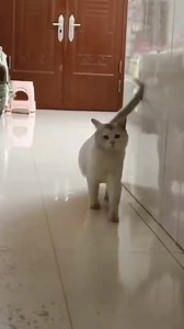 Panorama Gif on Reels