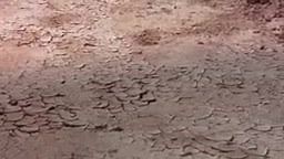 Película HOYOS latino | Pelis lzc