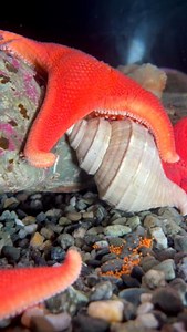 Ask ASLC Aquarist Steph: How can you tell if a sea star egg is fertilized or not? | Alaska SeaLife Center