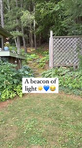Like a beacon, the macrophylla hydrangea lures us in. None of these have ever bloomed at our cottage in New Hampshire after I bought them but even the few flowers on this one are so alluring😂 Who is willing to confess they have gone out and bought one of these plants this year because of the incredible display? I totally get it. I’m just here to temper your enthusiasm and try to manage expectations (crush your joy?): if we have a cold winter you may not get many blooms. Or any. Just saying.🤣 M
