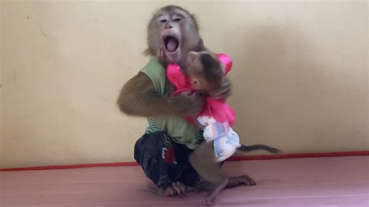 16K views · 1K reactions | Brother Jason Chaotic Preventing Tiny Jesa To Not Kiss Continue | Monkey Jason | Facebook