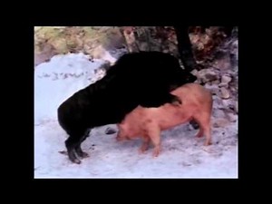 Wild Boar Mating Documentary
