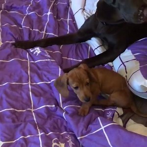 Dachshund vs Labrador !🙂 | Dachshunds today