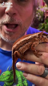 55K views · 1.4K reactions | Gargoyle Gecko! #reels | Brian Barczyk | Facebook