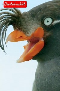 crested auklet bird #seabird