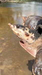 63K views · 2.9K reactions | Dual wielding two Florida Softshells...