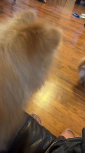 ka isog ba😂🐶 #pomeranian | Elvz Luceno Patanao