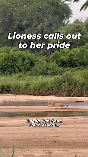 🎧 Plug earphones/headphones in and turn volume up 🔊 A lion's roar is one of the loudest sounds in the animal kingdom. It can be heard by the human ear from as far as 8 km (5 miles) away! Lions roar to maintain contact with members of their pride as well as to establish and defend territory against rival lions. Lions are able to identify the sex and individual identify of another roaring lion... Hence being able to tell if it's a friend or foe. Plus they can count how many lions there are if mo