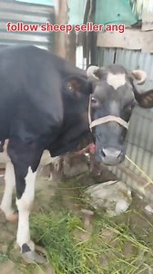 27K views · 226 reactions | 8899006652 Asalamualaikum hope all friends are fine. 3rd lactation pregnant cow 8month pregnant is looking for new home at GANDERBAL. 5 ltr milk present. 15 ltr capacity. 85k asking price. Call him for more details 8899006652 @topfans #cows #video #post Follow sheep seller ang For ADD PROMOTION CONTACT 77808 37312 Thanks to all brothers who support  ❤️   | sheep seller ang | Facebook