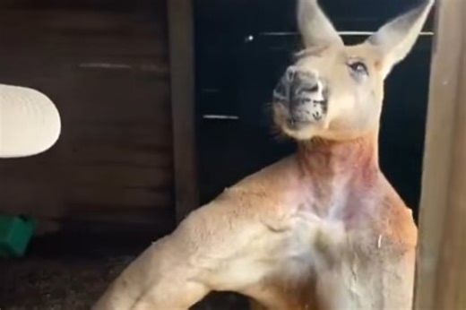 Canguro gigante parece un linebacker de la NFL  - MARCA USA