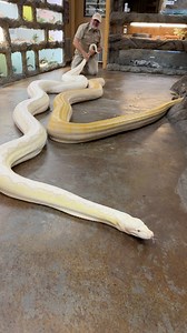 Jayprehistoricpets on Reels