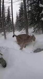 Found this lynx in a snare today! 😬 It was scared & feisty, but I safely freed it. So glad it ran off back into the wild. What an experience! #Lynx #WildlifeRescue #AnimalRescue #WildAnimals #Nature #BigCats #Conservation | Paws Of Hope