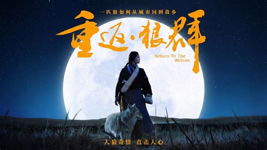 4K版《重返狼群》 Return to the Wolves｜狼王遗孤格林的真实故事 ｜2017评分最高纪录片｜