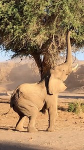 A desert elephant reaches high up into the branches of a tree in the Namib Desert, utilizing a food source that only desert-adapted giraffe can compete with. #namibia #elephants #elephant #desertelephants #desertelephant #desertelephantsnamibia #desertelephantconservation | A Wild Connection