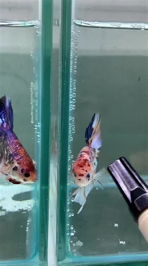 Cahya Betta Store on TikTok