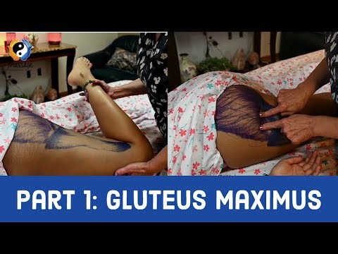 The Ultimate Guide to Gluteus Maximus Massage: Part 1 (Yes, The Butt!)