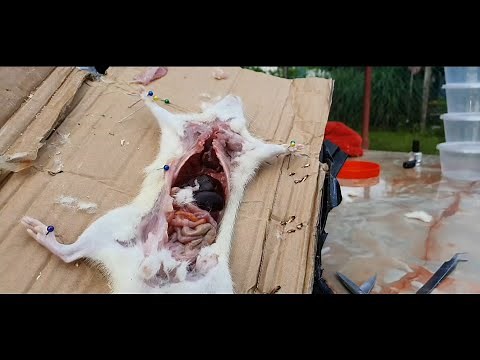 Mouse Dissection Experiment(Step by Step)