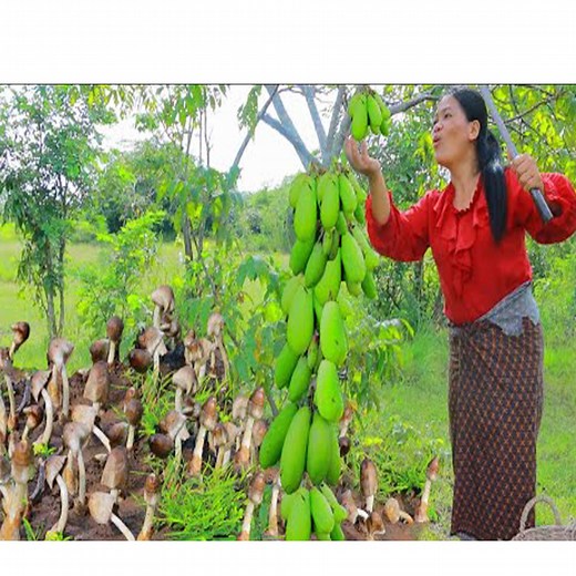 15K views · 95 reactions | Cooking in forest- woman fried mushroom with chicken for animal- eating delicious HD | CHEF GIRL | Facebook