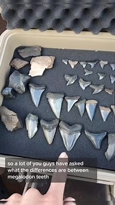 Megalodon versus Mako #megalodon #mako #fossil #sharksteeth #fossilhunting #fyp #foryou | Cristina Mazza Schoonard