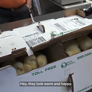 Picking up Chicks from the Post Office! | Stoney Ridge Farmer