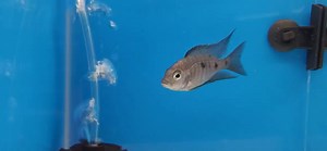 Very rare Copadichromis Melas aka Midnight Mloto Stock #18. These guys get super dark, almost black when they have fully matured. Imported from Aquahaus-Gaus. Beantownaquatics.com | Beantown Aquatics | Facebook