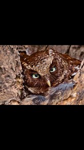 935 reactions | Recently, photos of four national second-class protected species were taken by wildlife enthusiasts in Mangba Village, SW China's Yunnan. According to local foresters, the area's ecological recovery has shown progress, leading to a notable increase in biodiversity. #cute #animals #owl #chineseanimals #yunnan #environment #biodiversity #birds #protectedspecies | Miss Panda | Facebook