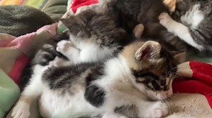 Our poor foster mom is stuck! Her bottle kittens have decided she can't move! 😸I mean, who could make these cuties move??? 💗 | Meow Village