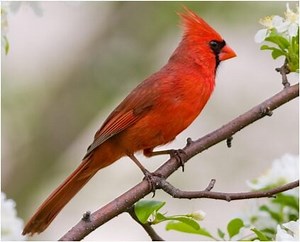 10 Types of Red Birds Found In Montana! (ID GUIDE)