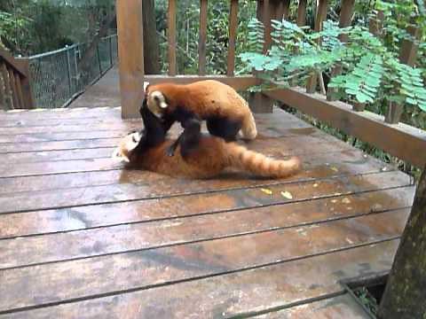 Red Pandas Playing