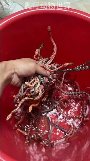 A nest of corn snakes\\一窝玉米蛇