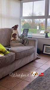 Our Lucy . | Walking Updates