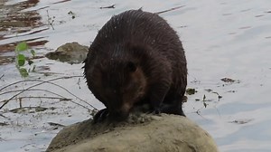 Love is in the air, or at least in the mud. 😀😀 Scent-marking by beavers is primarily a tool to mark their territory, but it is also part of the process of beavers finding a mate. Beavers typically leave home to look for a mate after they turn two years old. The scent spray they leave behind in scent mounds can tell other beavers whether they are male or female and how old they are. Two year olds will spend lots of time sniffing the mud left behind on scent￼ mounts to help them figure out if th