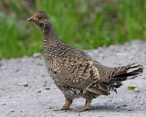 Dusky grouse - Alchetron, The Free Social Encyclopedia