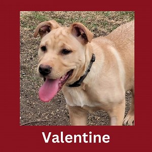 Check out our available dogs at tomorrows Adoption Event and Bottle Drive! 🐕‍🦺🦮 Saturday, May 13th at the Morinville Rescue Centre from 11-2! | Second Chance Animal Rescue Society - Alberta