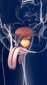 clip-3946982411-prostate-gland-gonads-hormone-secretion-anatomy-male