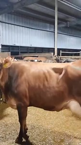 Cuando una vaca de leche va estar gorda bendiciones bonita tarde #facebookviral #amigos #seguidores @destacar | Samuel Gonzalez Castelan