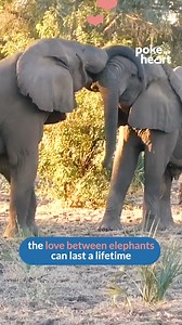 #Love knows no bounds, not even for these gentle giants #elephants #adorable | Poke My Heart