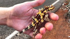Thorny Devil 🦎 SPIKY Lizard with 2 HEADS! | 1 Minute Animals Buckle up for a bizarre critter! The Thorny Devil is an Aussie lizard covered in spikes, but that's not all. This desert dweller has a trick up its spikey sleeve - a FALSE HEAD! Discover how this unique adaptation helps the Thorny Devil survive in the harsh outback. #thornydevil #thornydevil #lizard #lizardlife #lizardlover | 1 Minute Animals