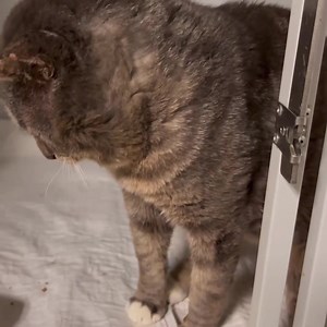 Today is a special day of GIVING! Erie Animal Network is honored to help homeless animals in need, like handsome Beefcake here. He had a hard life on the streets, and was so grateful for a loving touch, a soft and safe place to sleep, fresh food, and a LOT of medical care to make him feel better. This poor guy was positive for feline leukemia, FIV, AND lung worm! He is under treatment and has put on weight, his breathing has improved, and he is now even playing with his favorite cat nip toys! He