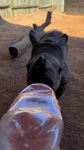 Little RiRi has quite the appetite! She is currently being fed 2L of milk every 3-4 hours as well as starting to nibble on fresh browse. As a growing rhino calf of just 3.5 months old, her milk will continue to increase as she get bigger. Regular weighing helps us to accurately determine how much milk she needs. RiRi will continue to drink milk until around 16-17 months old! | Care for Wild Rhino Sanctuary