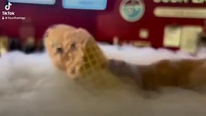 Create your own magical ice cream with the Sub Zero difference. You choose the flavors and we make it appear! | Sub Zero Nitrogen Ice Cream