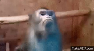 ★ Grumpy monkey ★ on Make a GIF