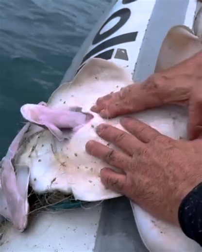 236K views · 1.4K reactions | The miracle of life 麗 | Newsner.com | Facebook