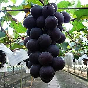 CHUXAY GARDEN Kyoho Grapes Seed 25 Seeds Sweet Grape Fruit Popular Variety Grape Vine Great for Garden