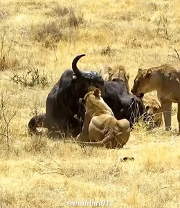 The buffalo desperately gets eaten by 4 lions surrounding it😥 | The Survival Wild