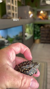 136K views · 10K reactions | Update on the Indian Spotted Pond Turtles! | Garden State Tortoise | Facebook